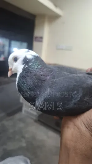 Gorra Pigeon