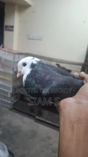 Gorra Pigeon