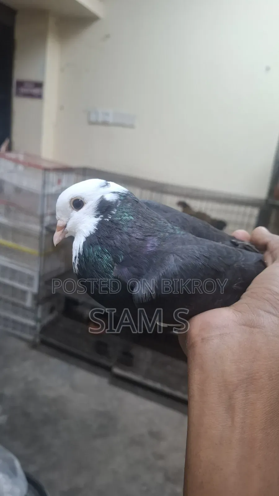 Gorra Pigeon