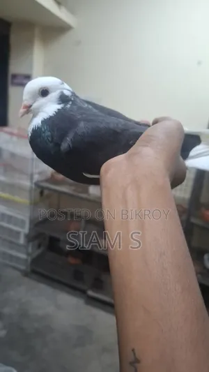 Gorra Pigeon
