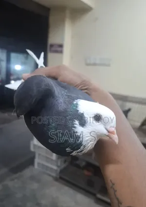 Gorra Pigeon