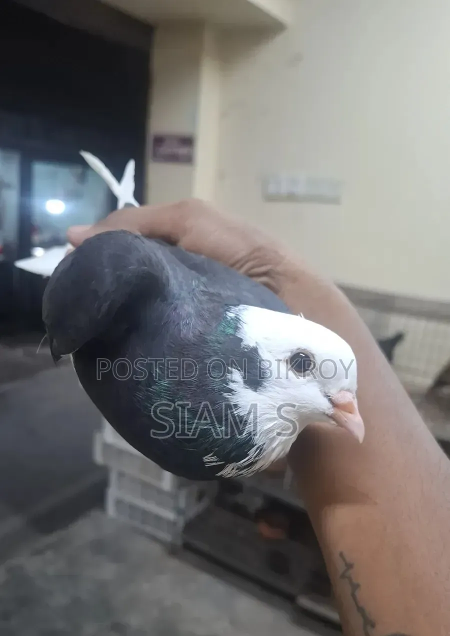 Gorra Pigeon
