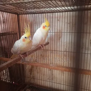 Cockatiel Bird
