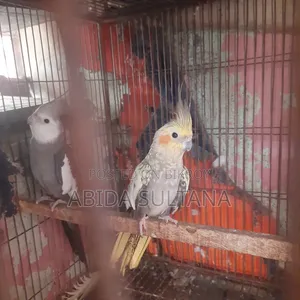 Cockatiel Bird