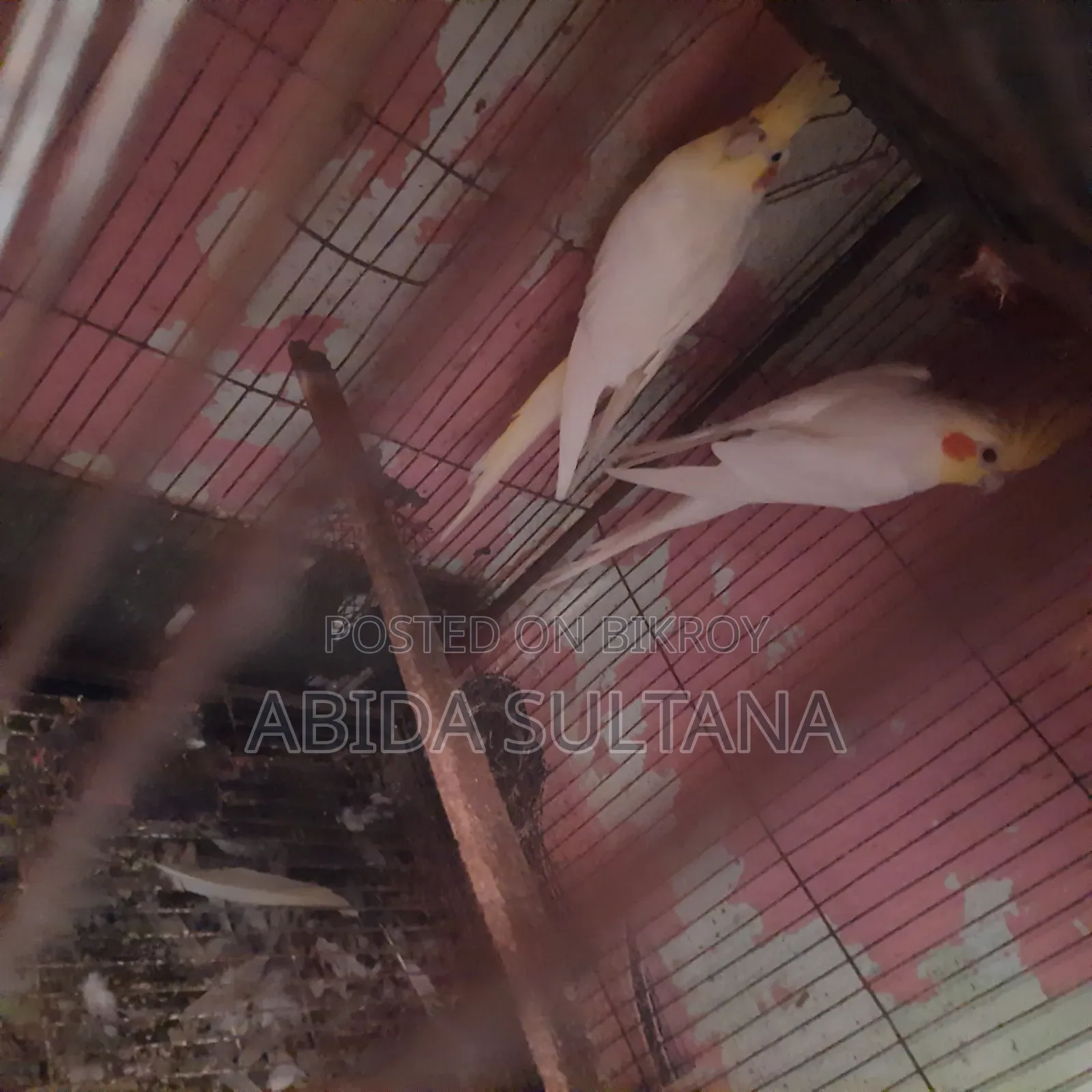 Cockatiel Bird