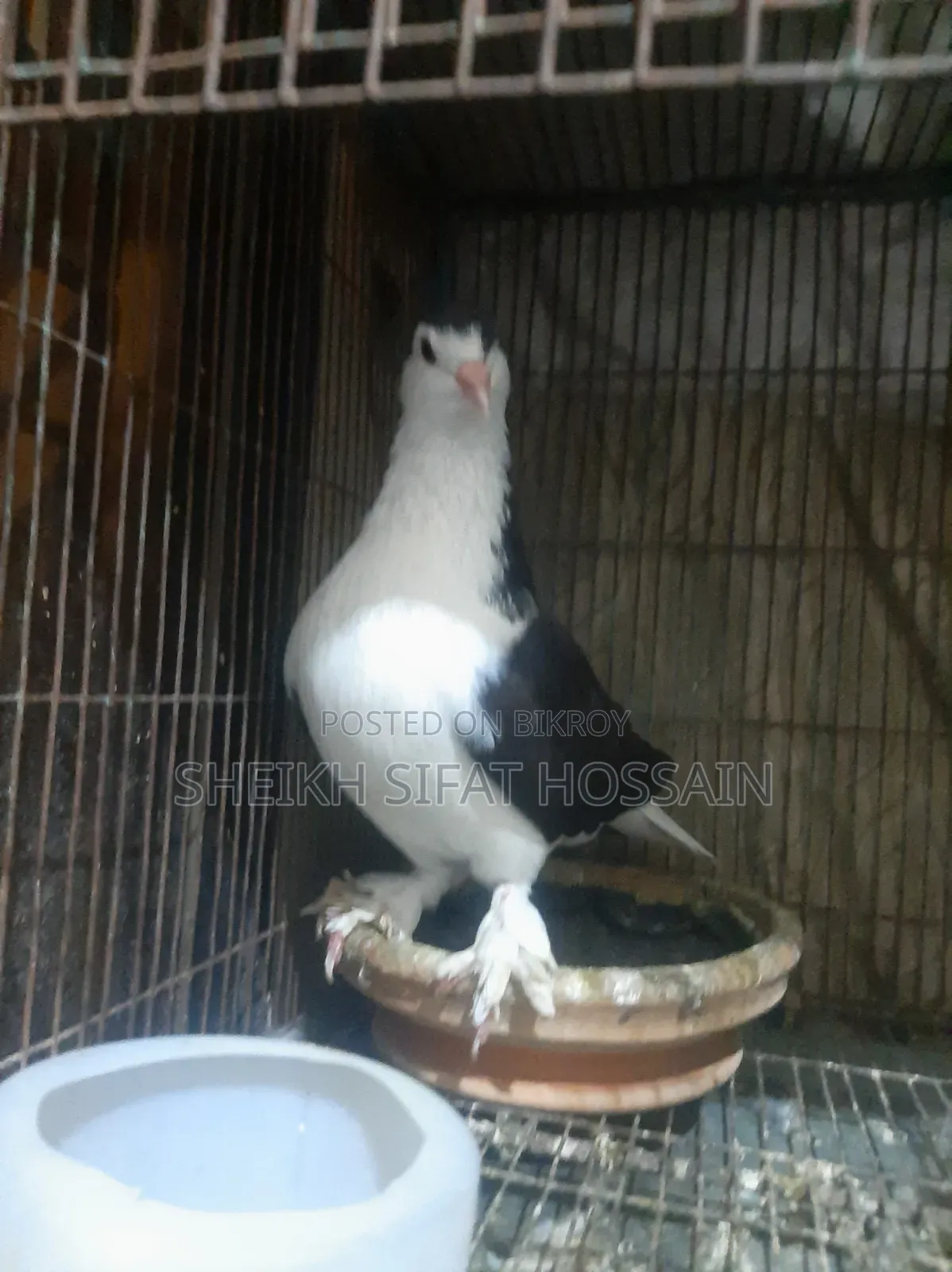 Siraji Pigeon Big Size