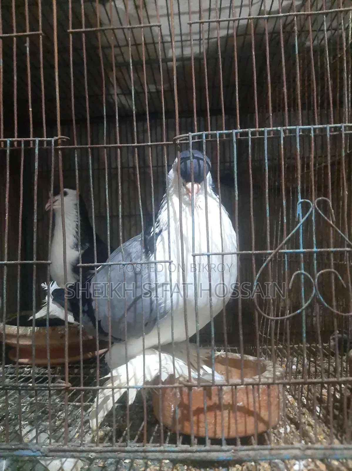 Siraji Pigeon Big Size