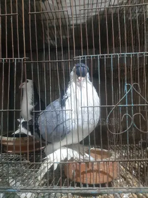 Siraji Pigeon Big Size