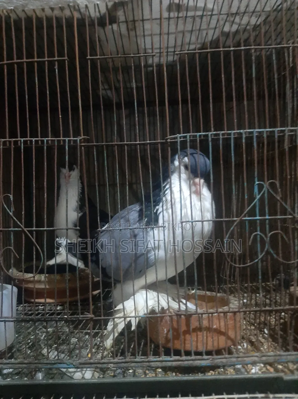 Siraji Pigeon Big Size