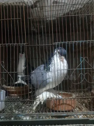 Siraji Pigeon Big Size