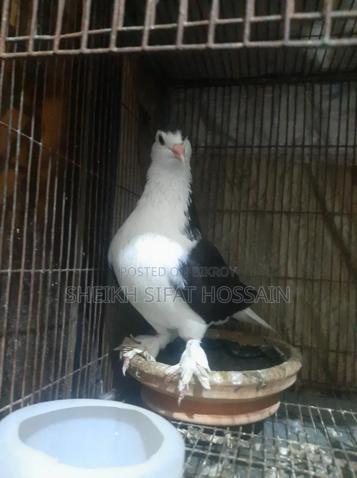 Siraji Pigeon Big Size
