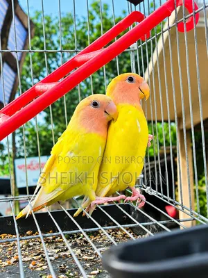 Red Head Lutino Lovebird