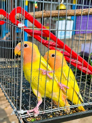 Red Head Lutino Lovebird