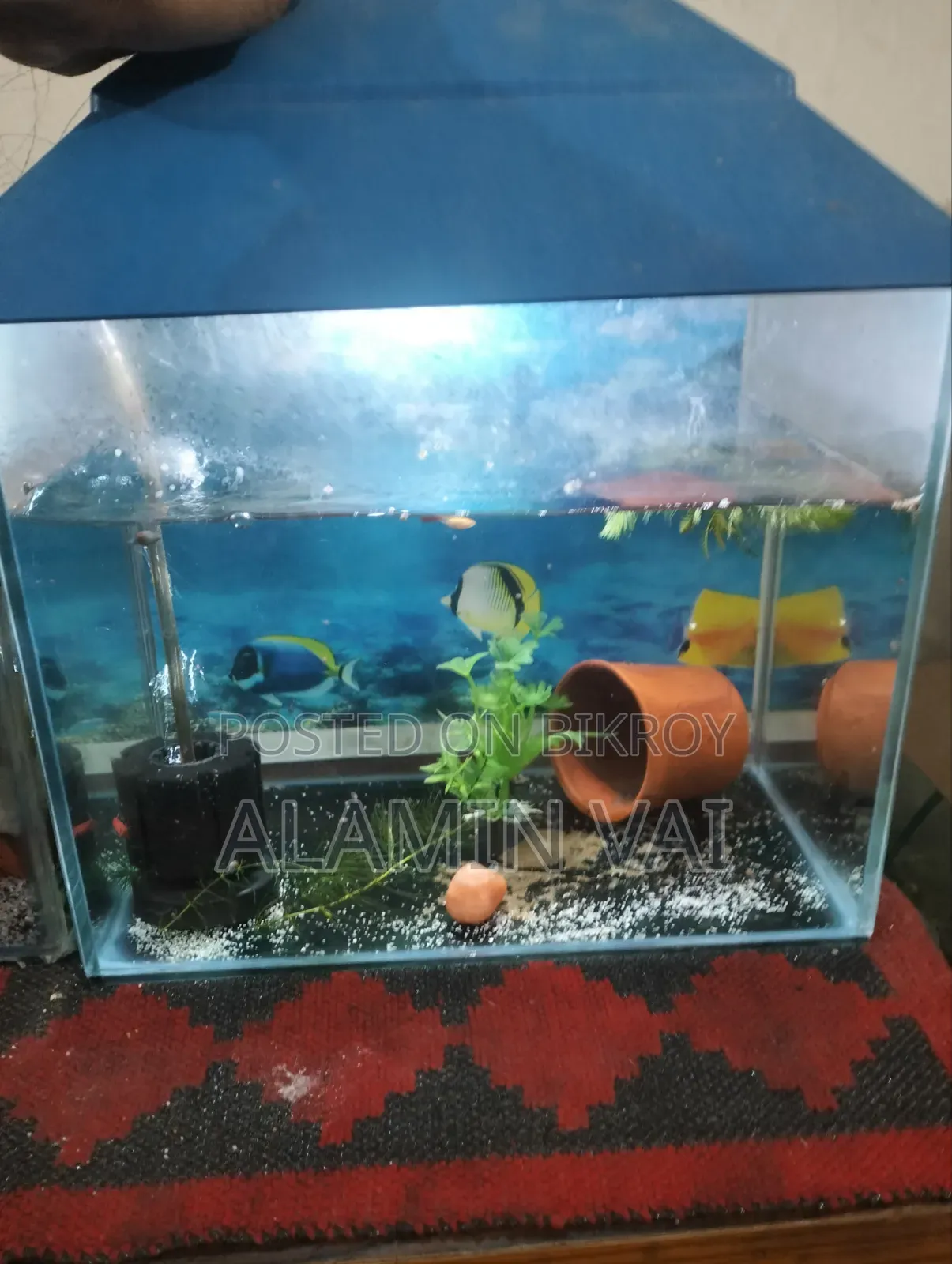 অ্যাকোয়ারিয়াম বেস্ট কোয়ালিটি ফুল সেটআপ