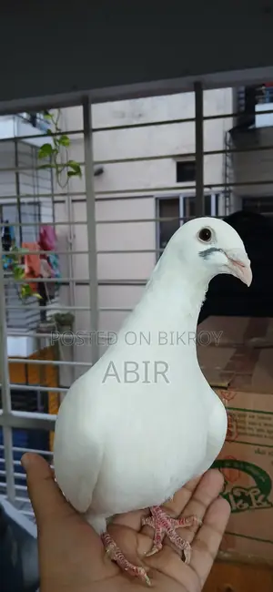 White Homer Pigeon | White Homer Racer