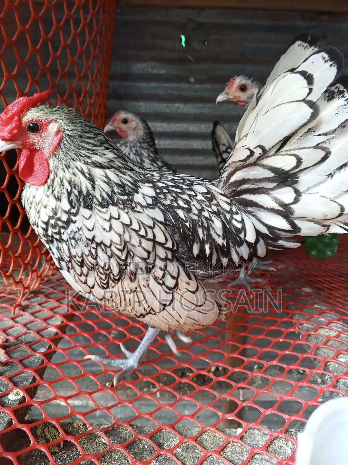 Silver Sebright Chicken 3 pieces