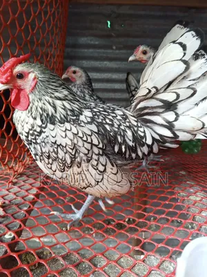 Silver Sebright Chicken 3 pieces