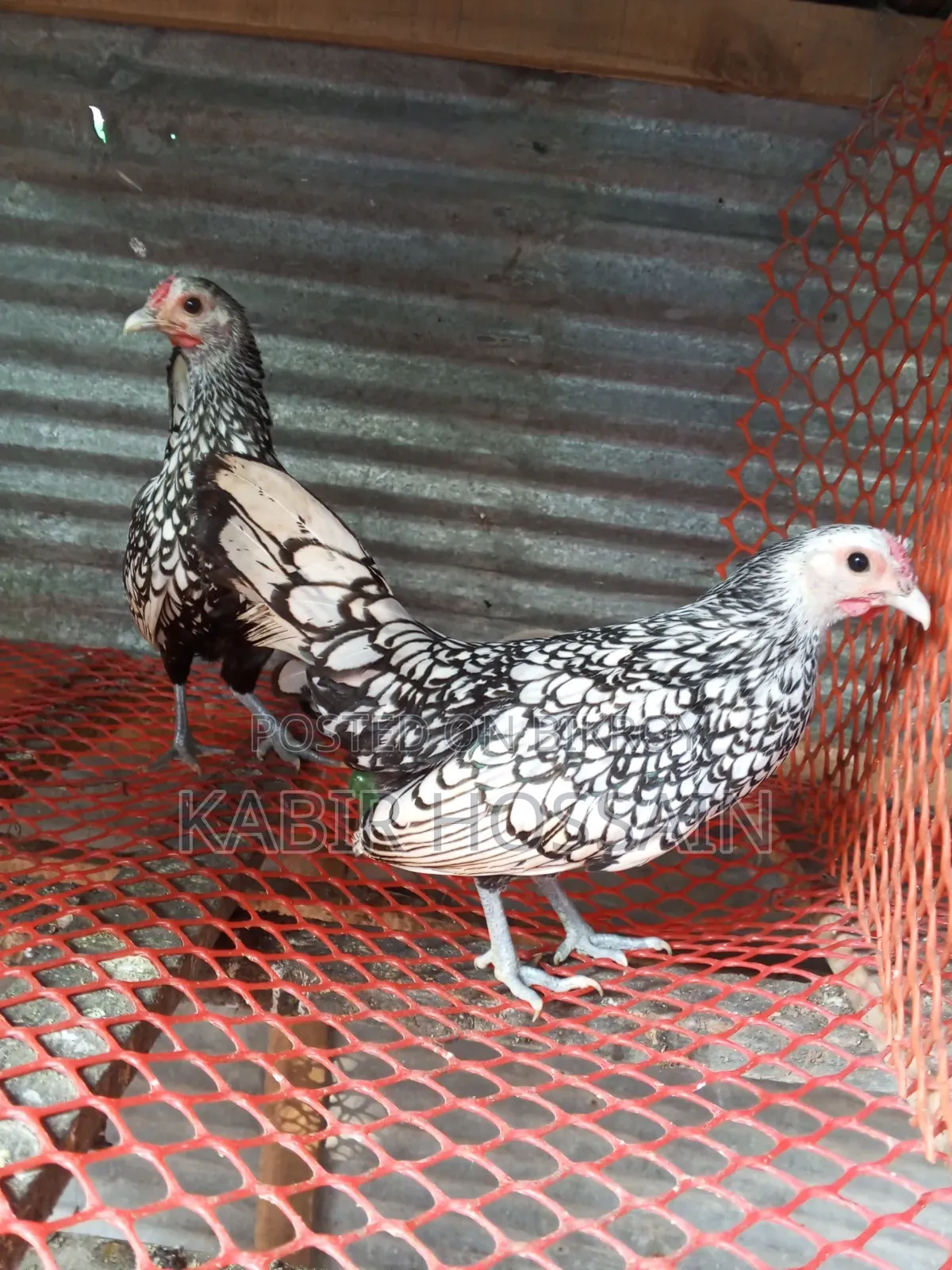 Silver Sebright Chicken 3 pieces