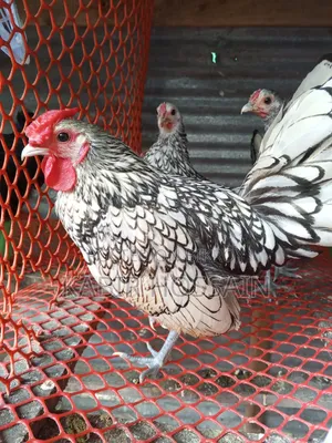 Silver Sebright Chicken 3 pieces
