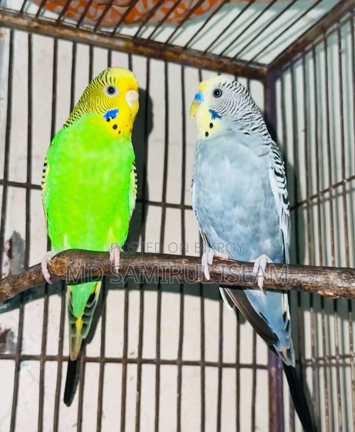 Budgerigar Bird