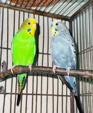 Budgerigar Bird