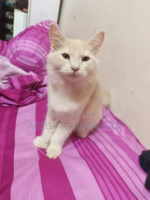 ৩-৬ মাসের পুরুষ মিশ্র জাতের পার্সিয়ান বিড়াল