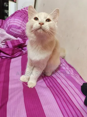 ৩-৬ মাসের পুরুষ মিশ্র জাতের পার্সিয়ান বিড়াল
