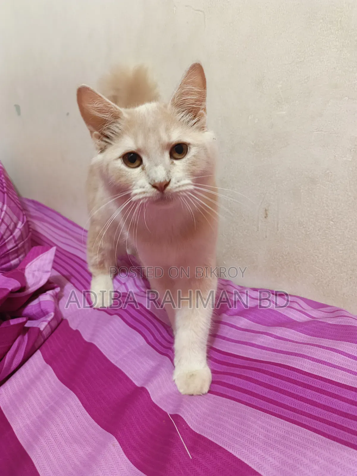 ৩-৬ মাসের পুরুষ মিশ্র জাতের পার্সিয়ান বিড়াল