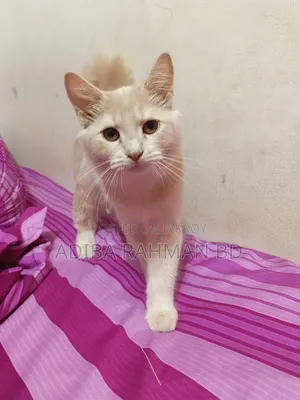 ৩-৬ মাসের পুরুষ মিশ্র জাতের পার্সিয়ান বিড়াল
