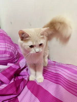 ৩-৬ মাসের পুরুষ মিশ্র জাতের পার্সিয়ান বিড়াল