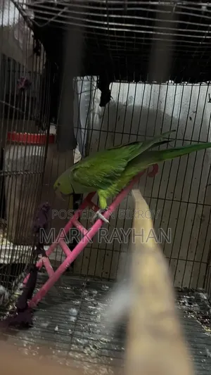 Indian Ringneck