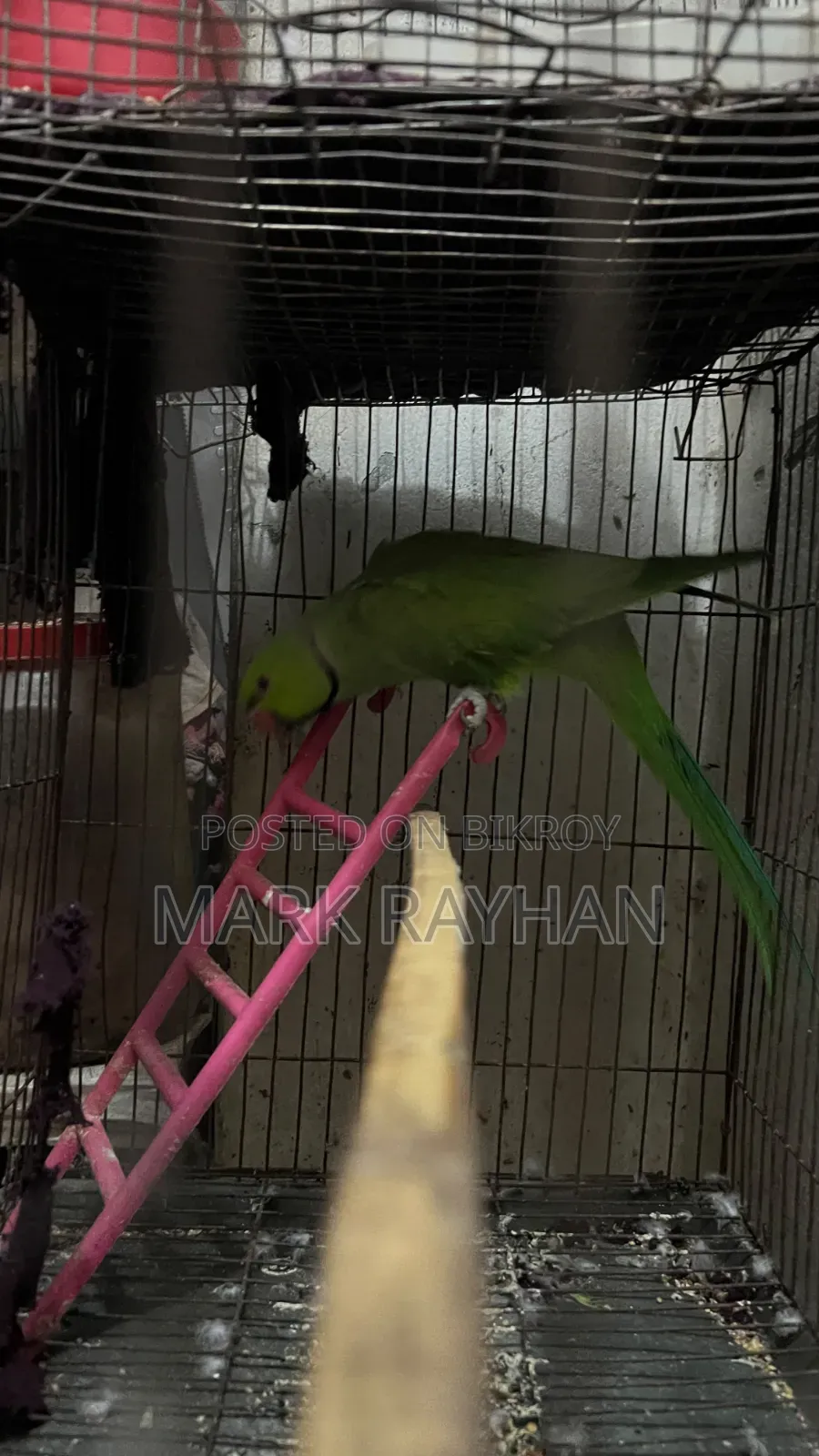 Indian Ringneck