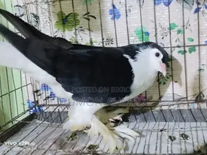 লাহোরী সিঙ্গেল মাদি নিউ এডাল্ট