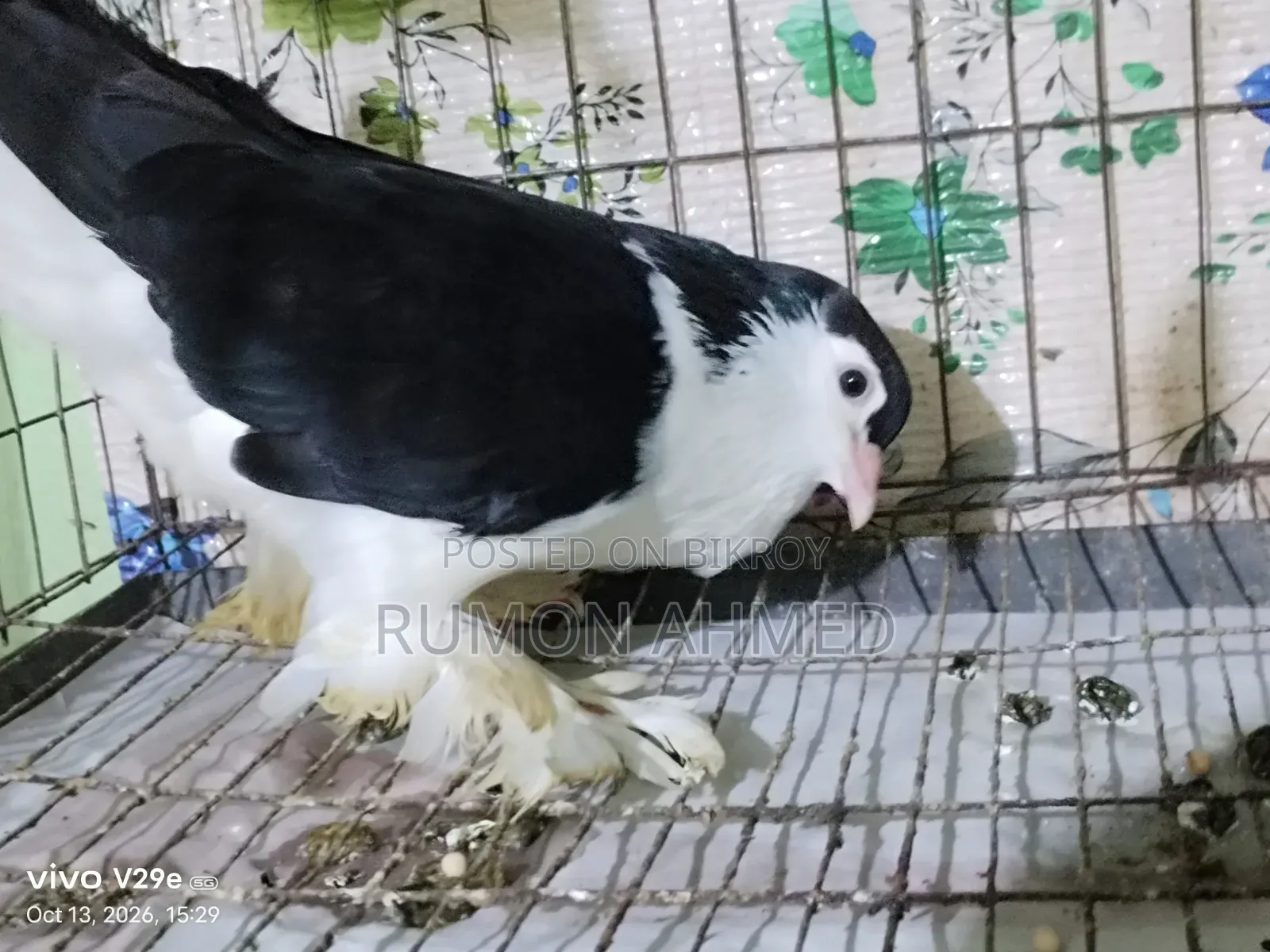 লাহোরী সিঙ্গেল মাদি নিউ এডাল্ট