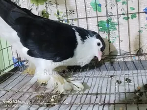 লাহোরী সিঙ্গেল মাদি নিউ এডাল্ট