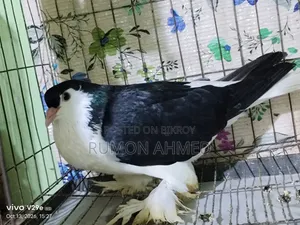লাহোরী সিঙ্গেল মাদি নিউ এডাল্ট