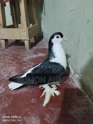 লাহোরী সিঙ্গেল মাদি নিউ এডাল্ট