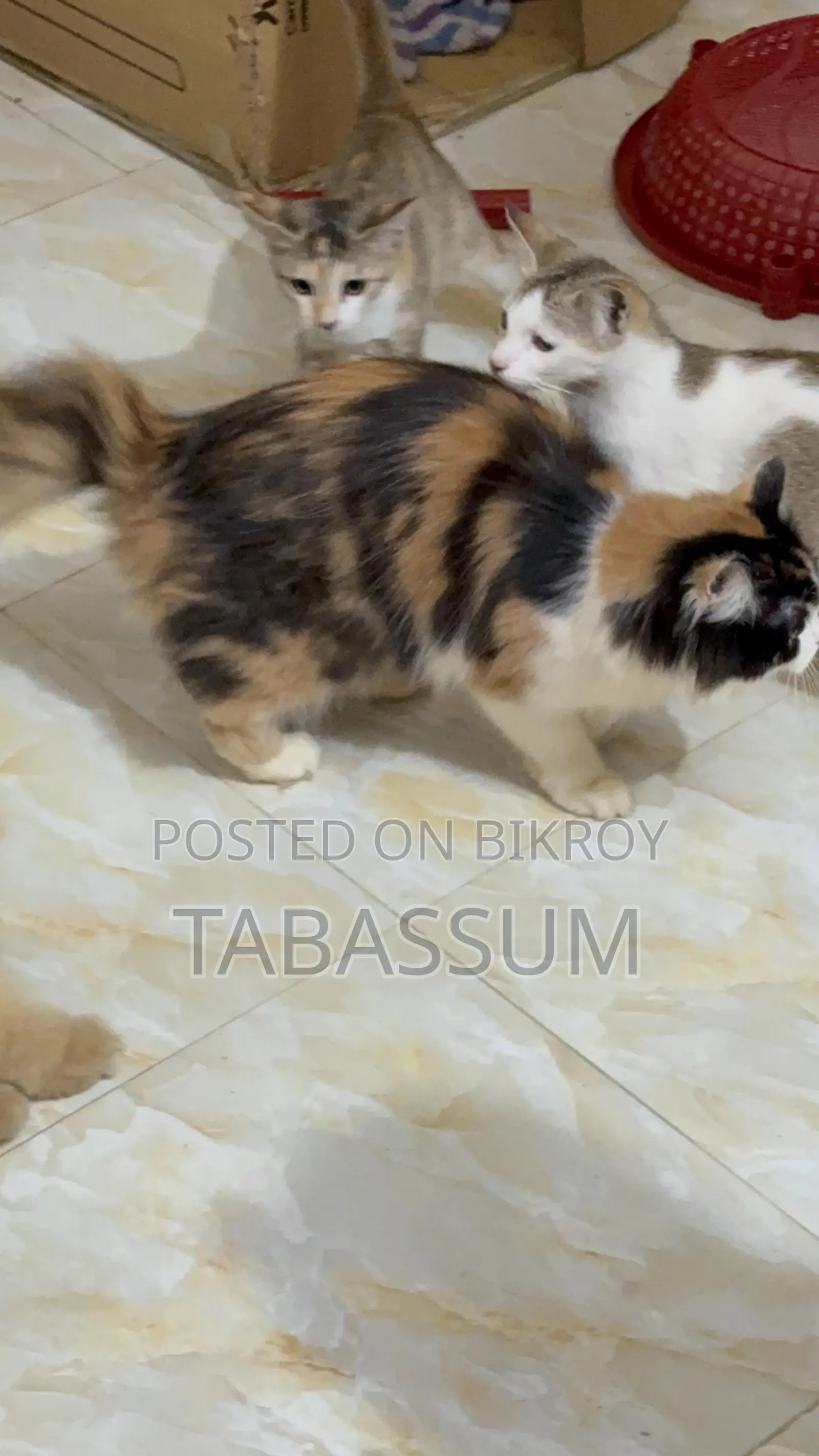 1+ year Female Purebred Persian