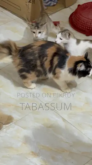 1+ year Female Purebred Persian