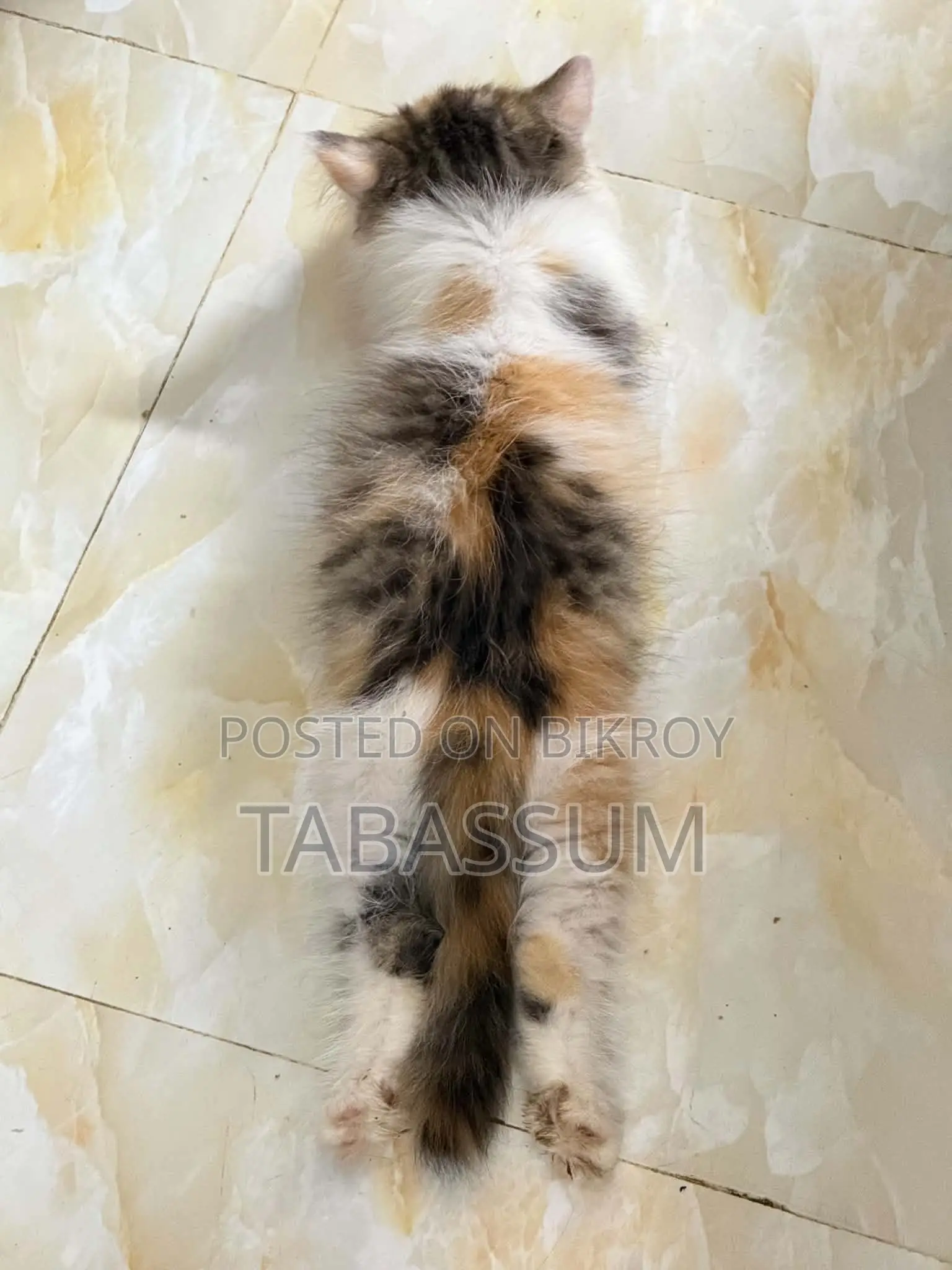 1+ year Female Purebred Persian