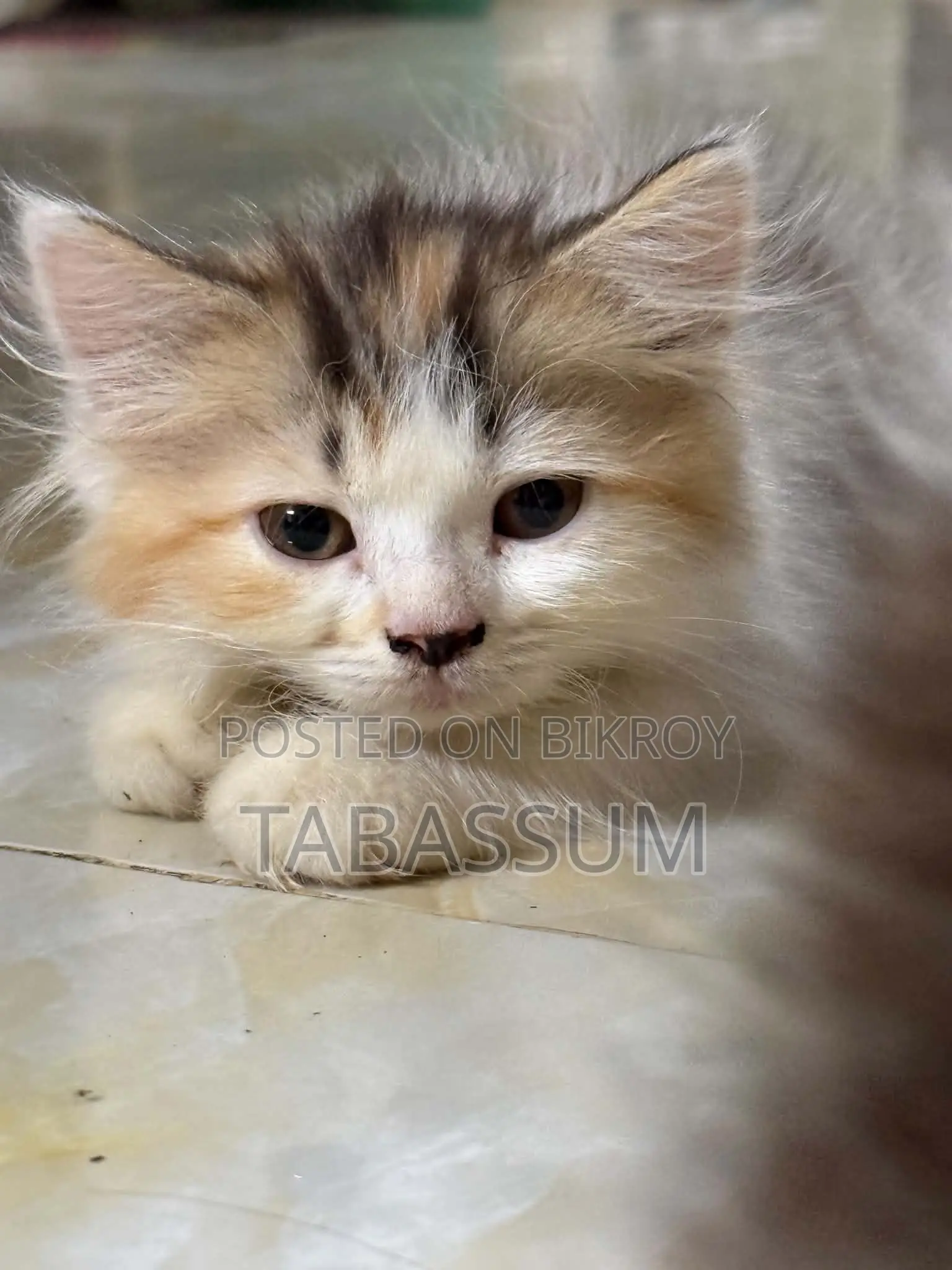 1+ year Female Purebred Persian