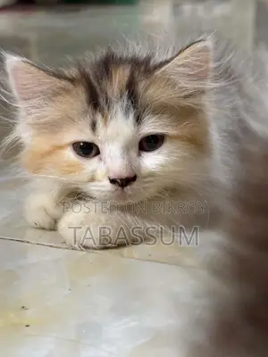 1+ year Female Purebred Persian