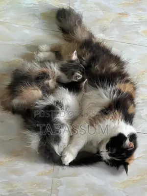 1+ year Female Purebred Persian