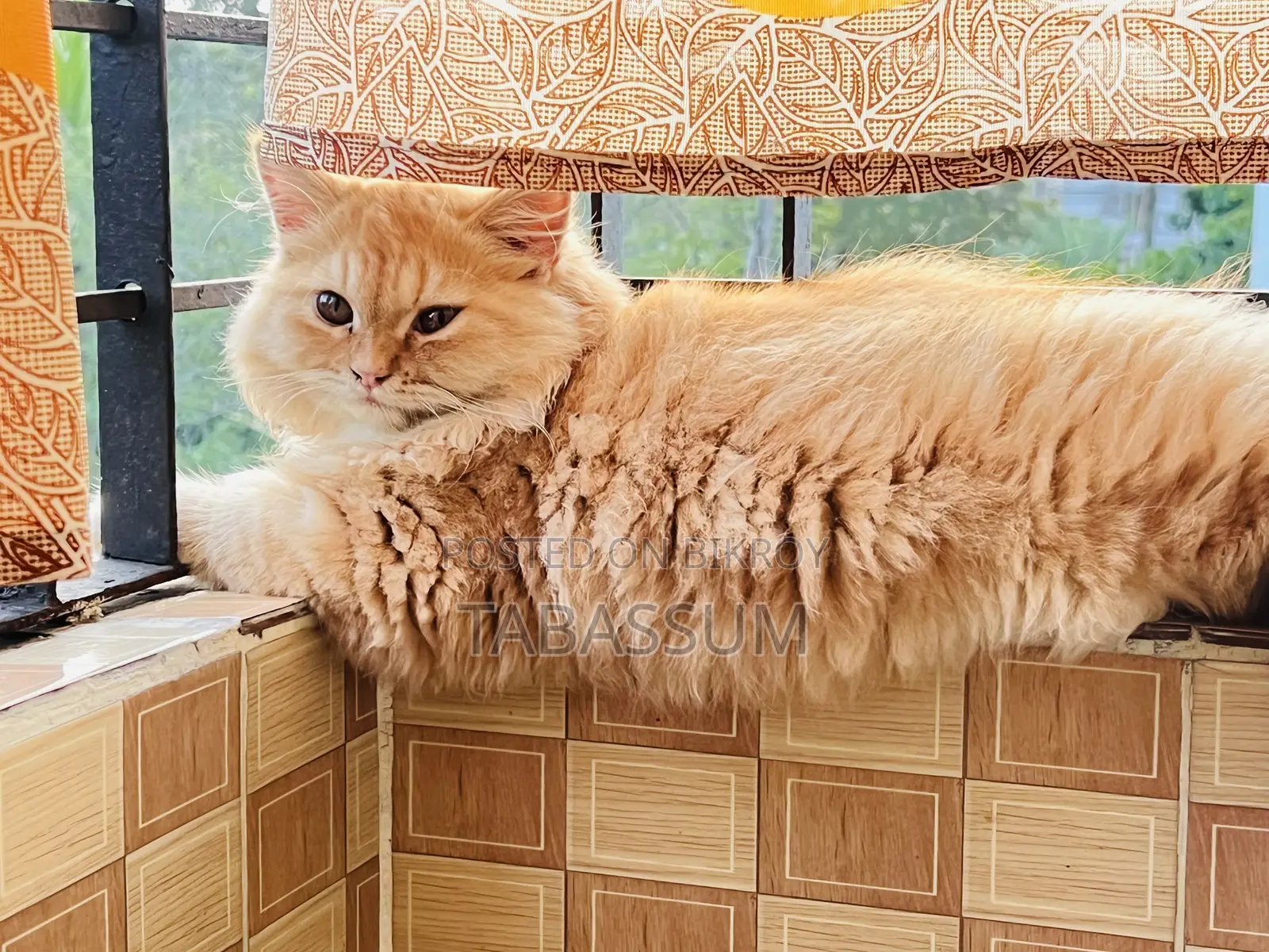 1+ year Female Purebred Persian