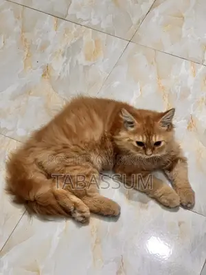 1+ year Female Purebred Persian