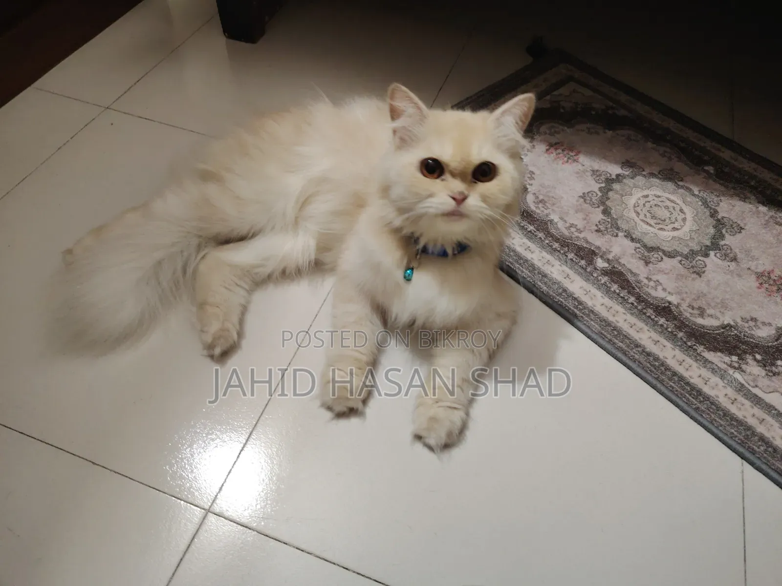 1+ year Male Purebred Persian