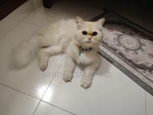 1+ year Male Purebred Persian