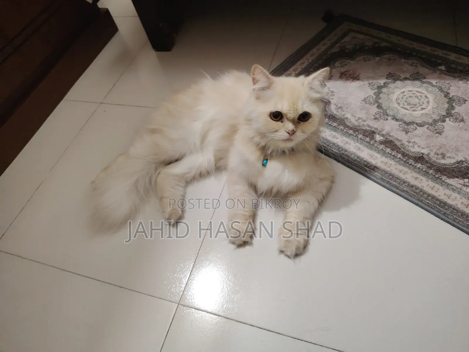 1+ year Male Purebred Persian