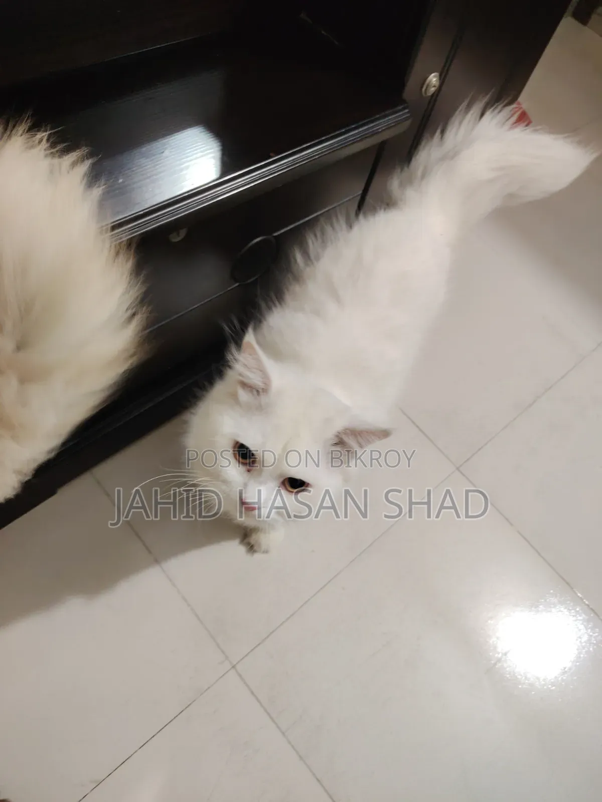 1+ year Male Purebred Persian