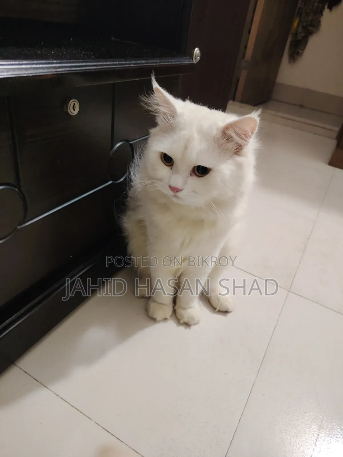 1+ year Male Purebred Persian